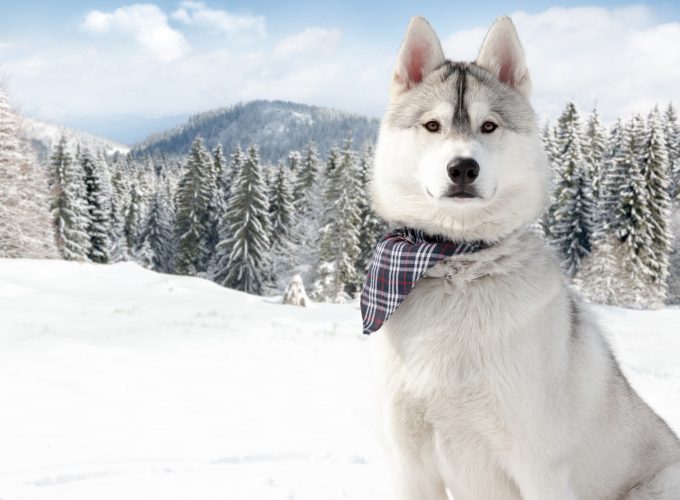 Wallpaper Huskies, Dog, puppy, snow, forest, winter, white, animal, pet, , Animals 6872010270